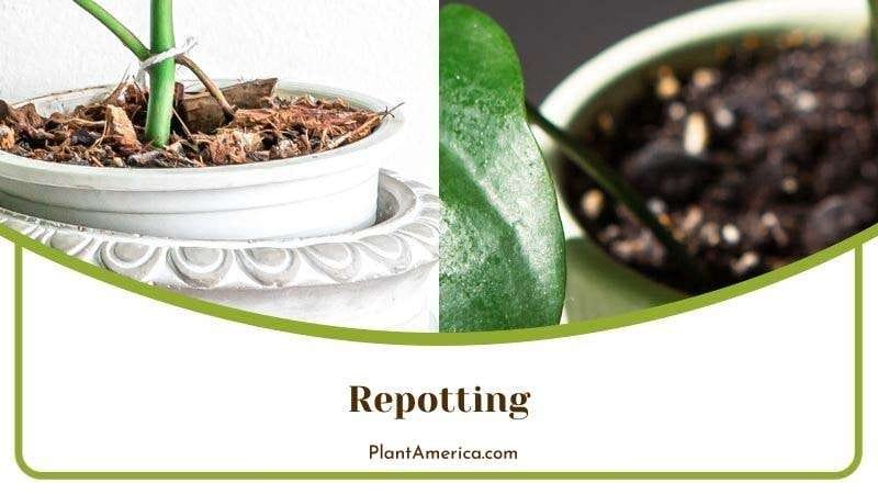 Repotting Tetrasperma Rhaphidophora Plant PlantAmerica