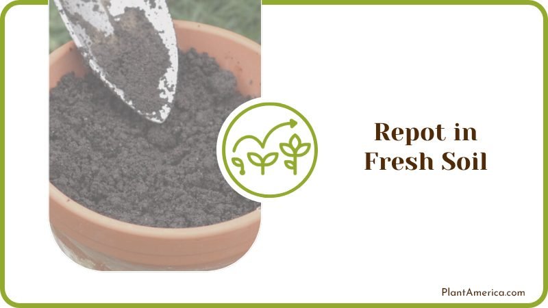 Repotting in Fresh Soil Plant America