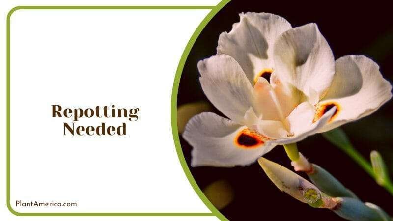 Repotting needed in Bicolor Iris Plant America