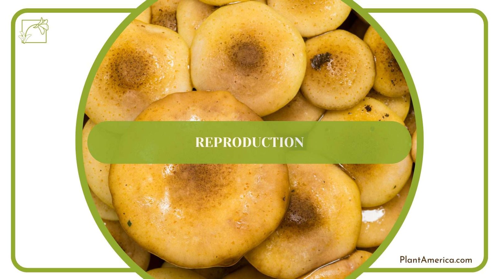 Reproduction of Fungus PlantAmerica