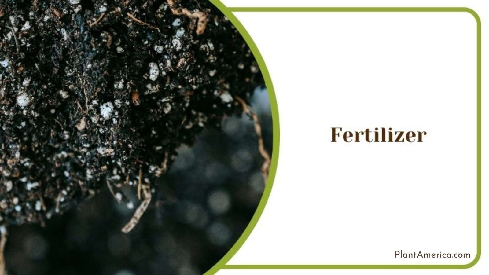 Required Fertilizer for Trifasciata Plant Plant America Required Fertilizer for Trifasciata Plant Plant America