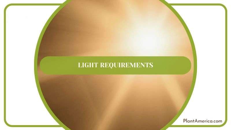 Required Light for Aglaonema Plant America