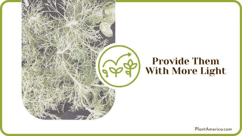 Required Light for Leggy Plants Plant America