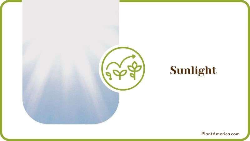 Required Sunlight for Aloe Plant Plant America
