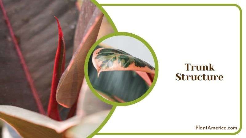 Required Temperature And Humidity of Ruby Plant America