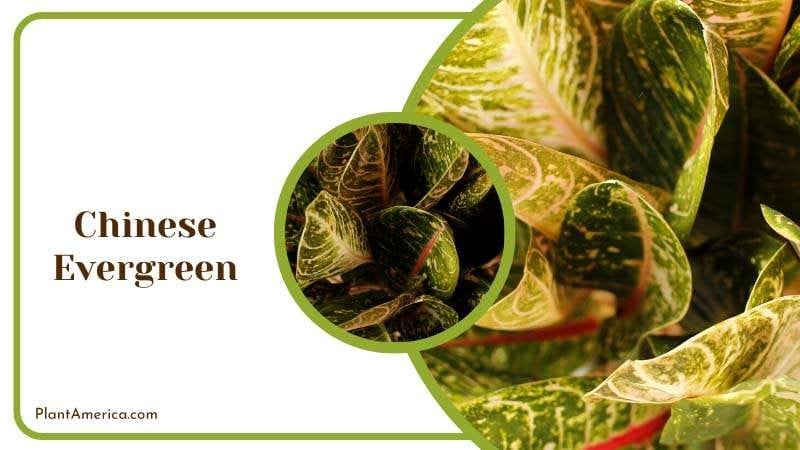Resilient Beauty of Chinese Evergreen Plant America