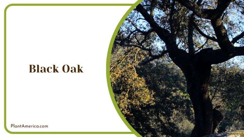 Resilient Black Oak Plant America