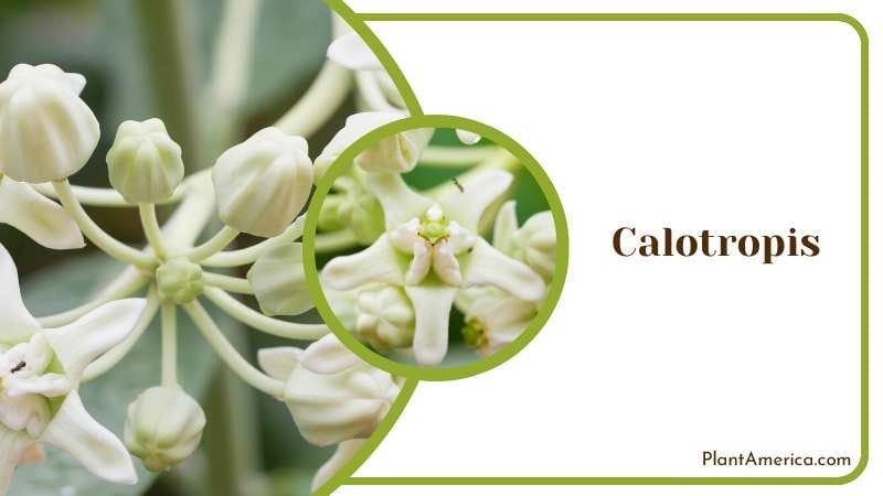 Resilient Calotropis Milkweed Plant America