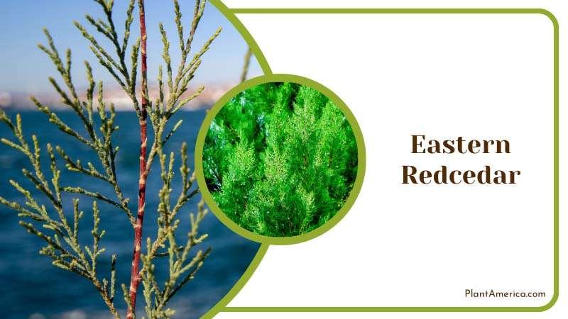 Resilient Eastern Redcedar Plant America Resilient Eastern Redcedar Plant America