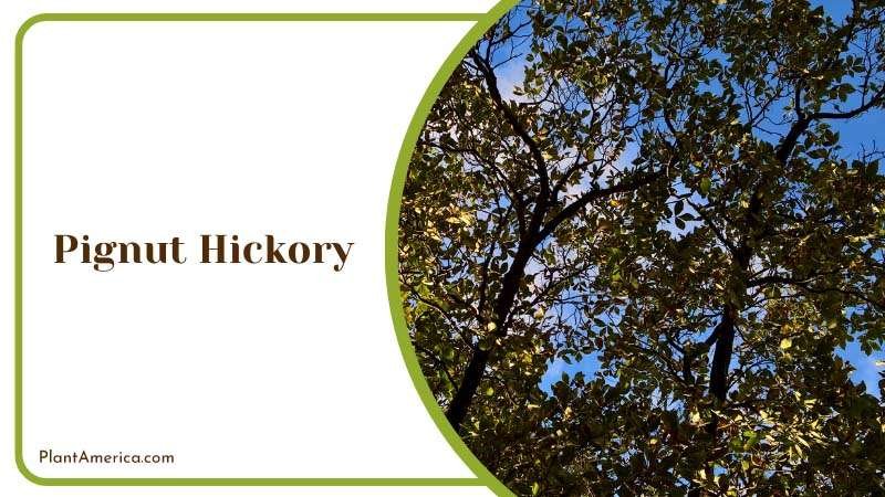 Resilient Pignut Hickory Tree Plant America
