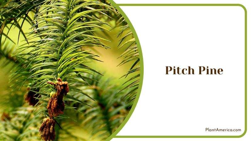 Resilient Pitch Pine Adapted to Fire Plant America