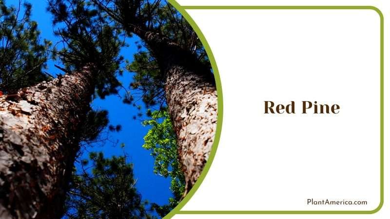 Resilient Red Pine Tree Resilient Red Pine Tree