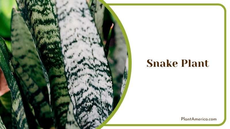Resilient Snake Plant Plant America