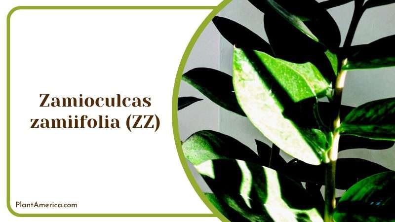 Resilient Zamioculcas Zamiifolia Plant America