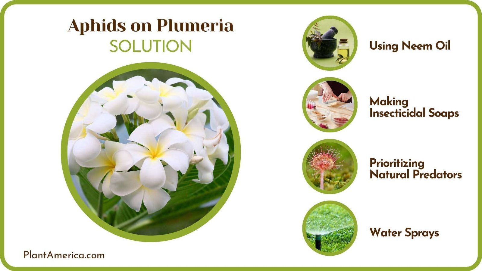Resolve Infestation on Plumeria Plant America