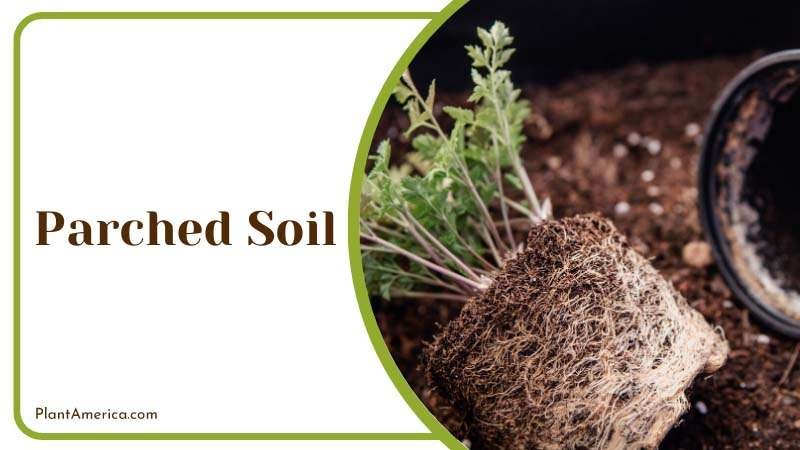 Response of the potting soil Plant America Response of the potting soil Plant America