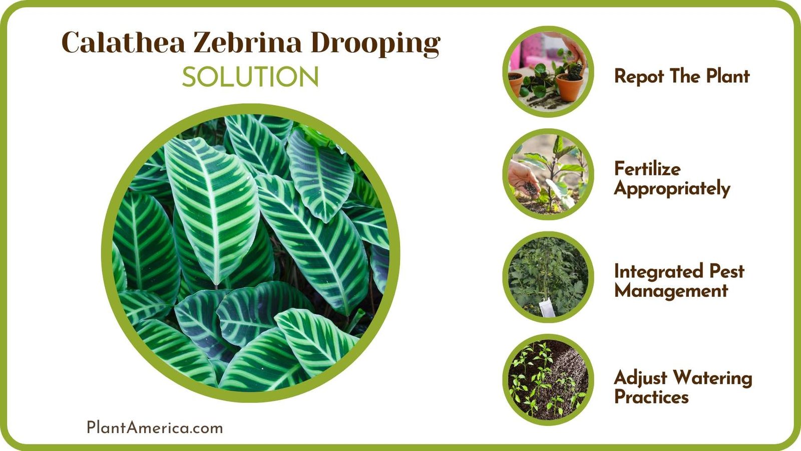 Restore Calathea from Drooping ~ Plant America
