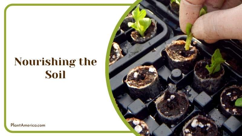 Restoring Nutrients in The Soil PlantAmerica