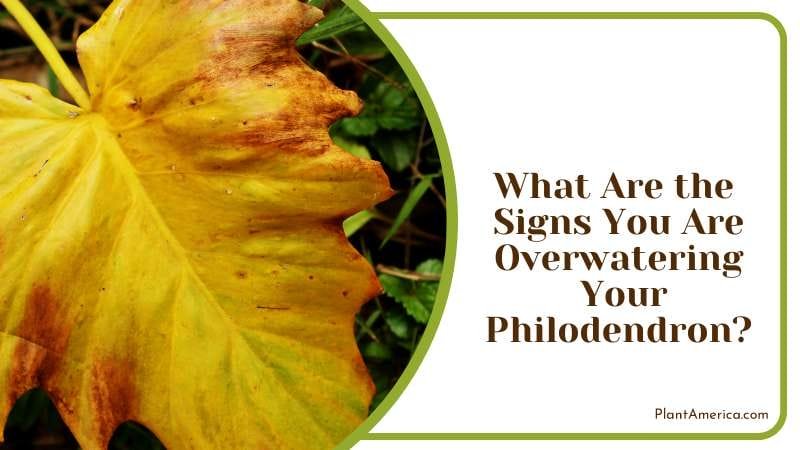 Result of Overwatered Philodendron PlantAmerica