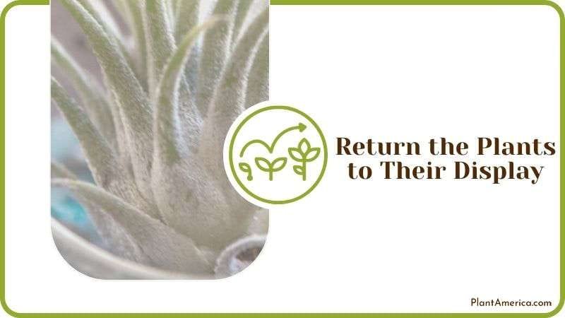 Return Air Plants to Their Display Plant America Return Air Plants to Their Display Plant America