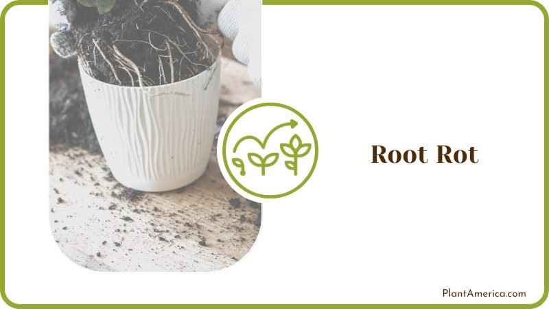 Reviving Root Rot Snake Plants PlantAmerica Reviving Root Rot Snake Plants PlantAmerica