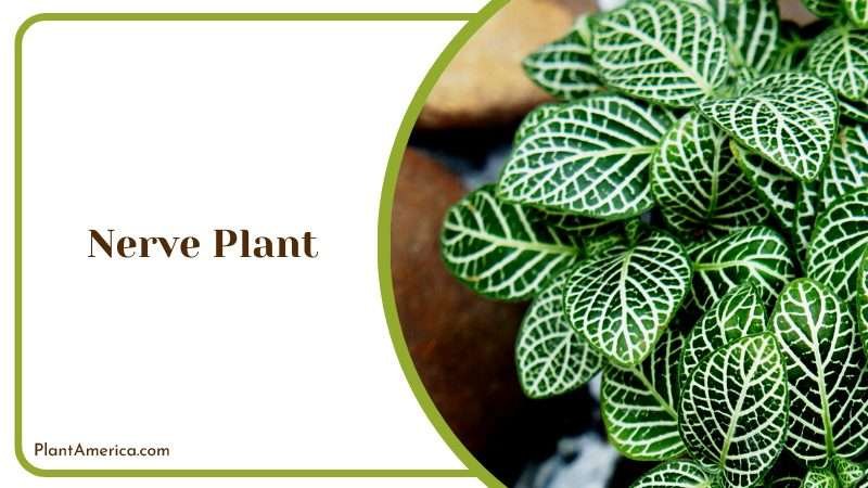 Rex Begonia Colorful Foliage Plant A Green Famous Nerve Plant Plant America