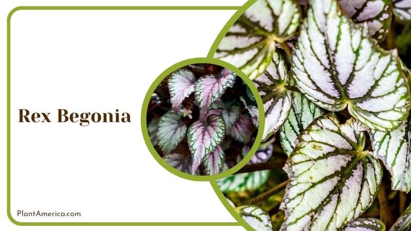 Rex Begonia Colorful Foliage Plant America Rex Begonia Colorful Foliage Plant America