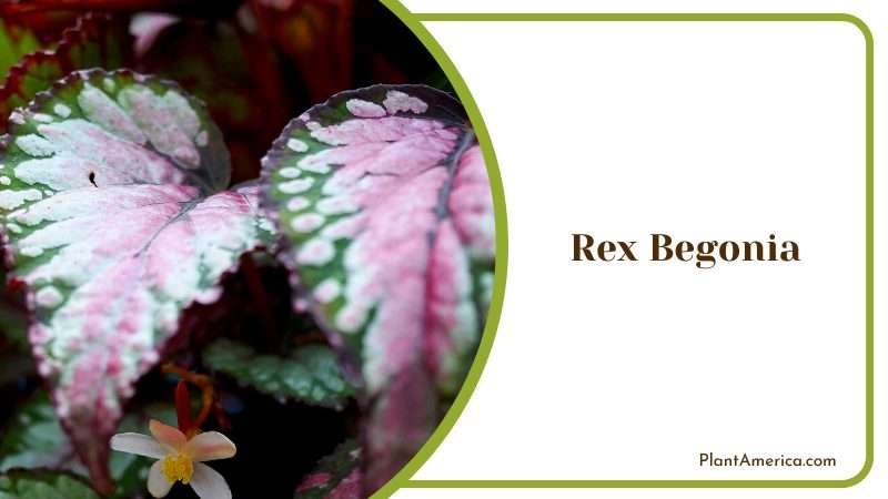 Rex Begonia Colorful Foliage Plant Plant America
