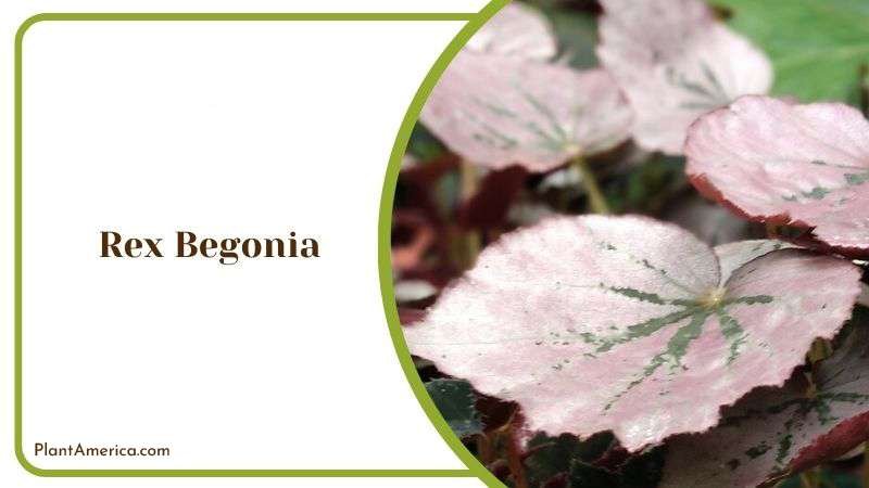 Rex Begonia Plant America