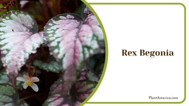 Rex Begonia PlantAmerica