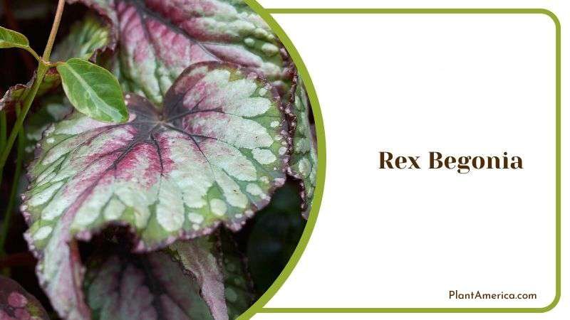 Rex Begonia or The King Begonia Plant America Rex Begonia or The King Begonia Plant America