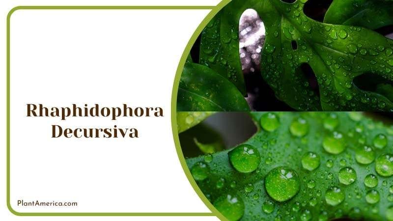 Rhaphidophora Decursiva Wet Leaves PlantAmerica