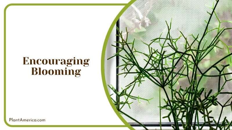 Rhipsalis Cereuscula in a Pot Plant America