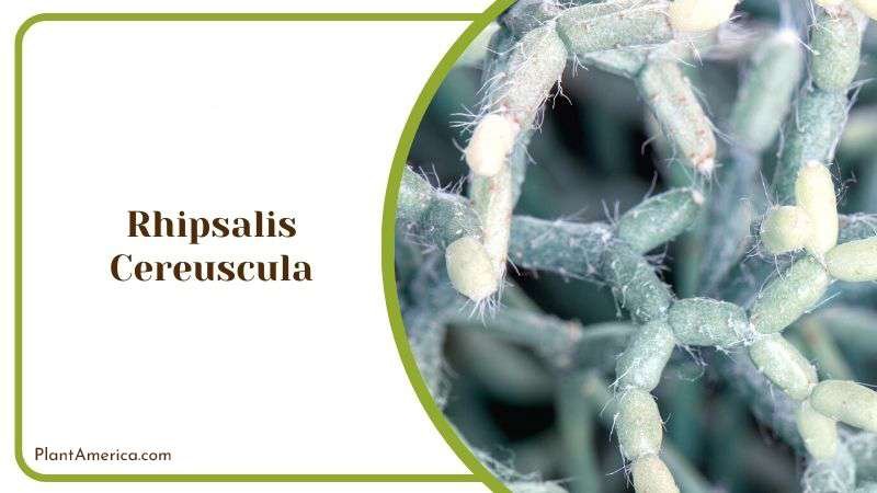 Rhipsalis Cereuscula or Coral Cactus Plant America