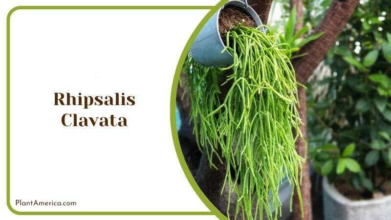 Rhipsalis Clavata Plant America