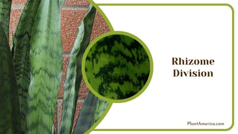 Rhizome Division Propagation of Sansevieria PlantAmerica