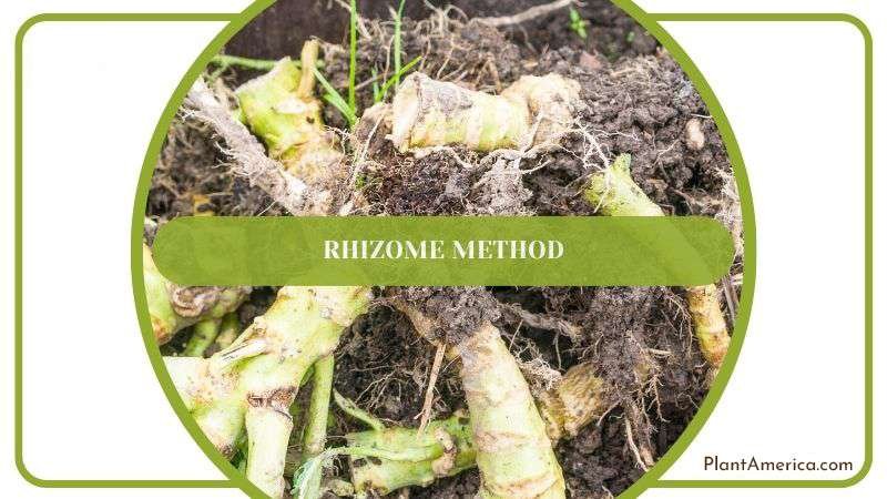 Rhizome Propagation Method of Sansevieria PlantAmerica