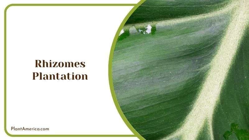 Rhizomes Plantation of Mcdowell Plant PlantAmerica