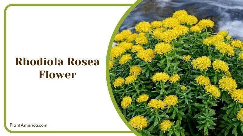 Rhodiola Rosea Arctic Root Kings crown Rose Root Flower Plant America
