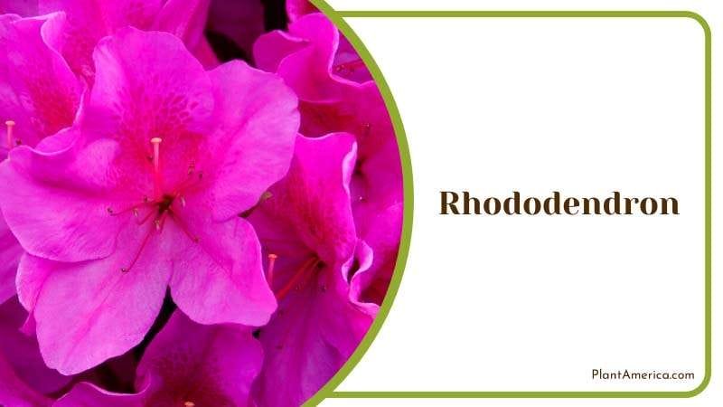 Rhododendron Blooming Bush Plant America