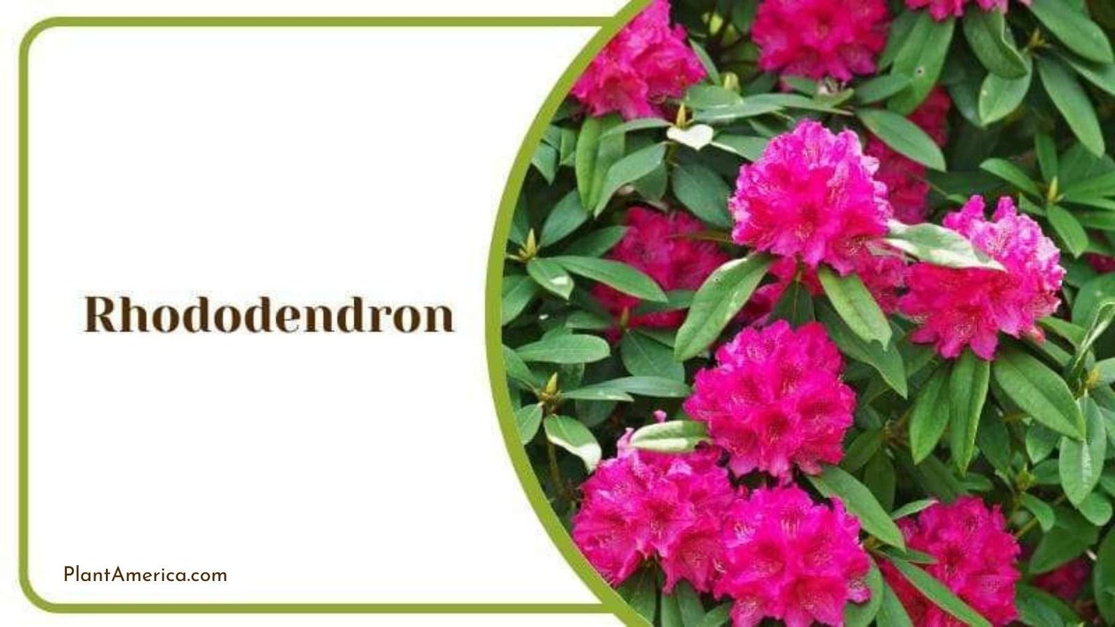 Rhododendron Plant in a Garden Plant America