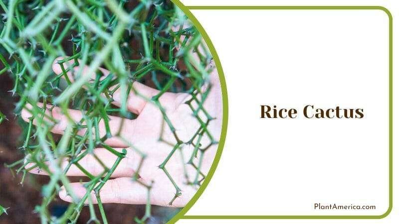 Rice Cactus Plant America
