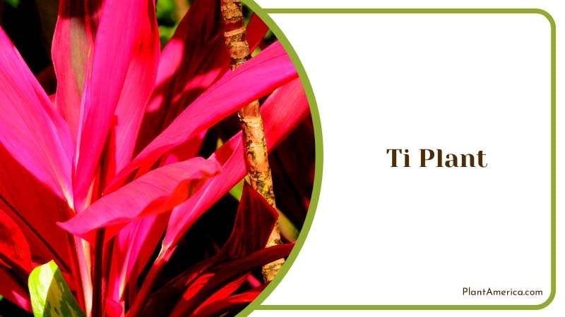 Rich Colors of Ti Plant Plant America