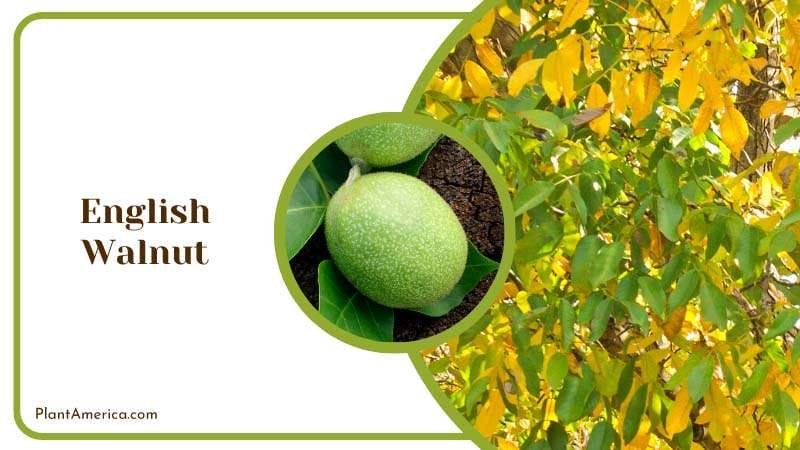 Rich English Walnuts Plant America