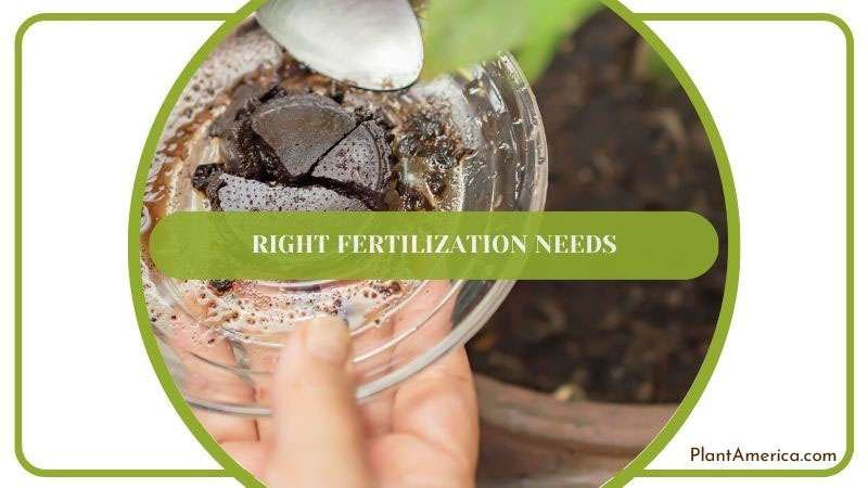 Right Fertilization Needs ~ PlantAmerica