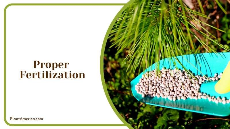 Right Fertilization for Your Spider Plant Plant America