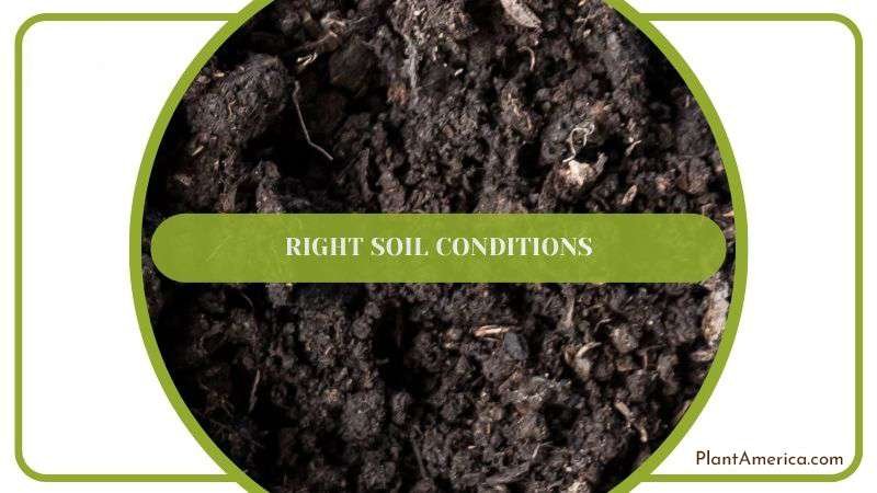 Right Soil Conditions