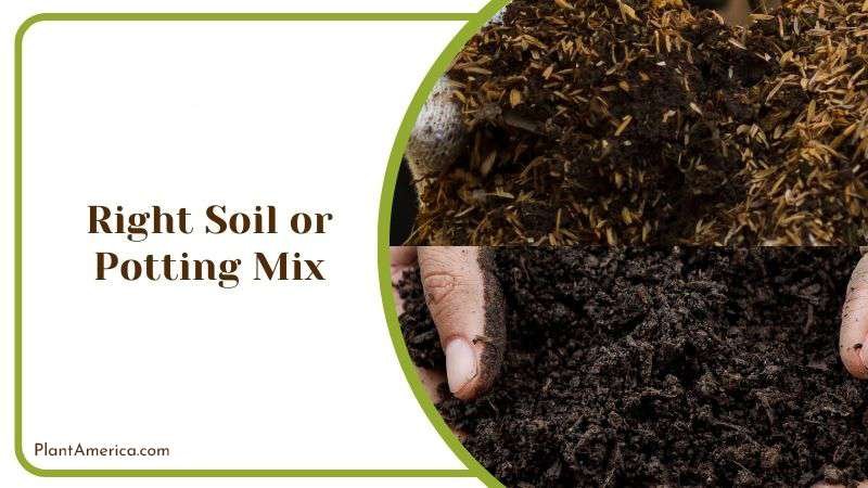 Right Soil or Potting Mix for Haworthia Succulent Plant America Right Soil or Potting Mix for Haworthia Succulent Plant America
