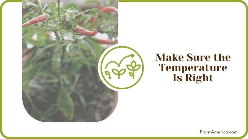 Right Temperature for Chili Plants Plant America