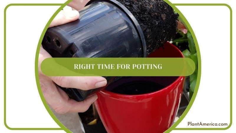 Right Time for Potting ~ PlantAmerica